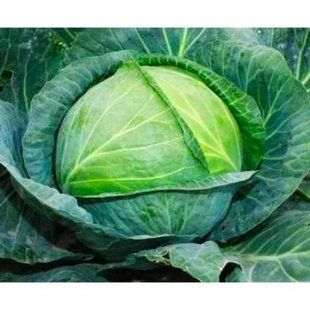 White cabbage seeds Aggressor SpektrSad 3000-4000 g 2500 pcs (11142318)