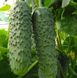 Cucumber seeds сornichon Amur F1 SpektrSad 10 pcs (230000409)