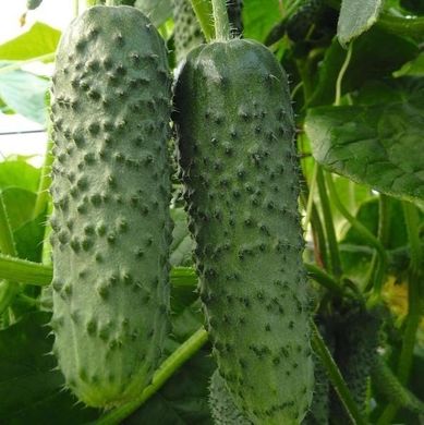 Cucumber seeds сornichon Amur F1 SpektrSad 50 pcs (230000427)