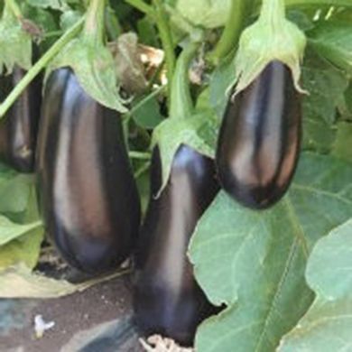 Eggplant seeds Madalena F1 SpektrSad 300-350 g 10 pcs (230000151)
