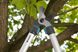 Сучкоріз телескопічний Gardena TeleCut 520 мм 42 мм (12005-30.000.00)