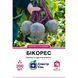 Table beet seeds Bikores SpektrSad 200 pcs (230000021)