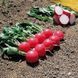 Radish seeds Melito F1 SpektrSad 40-50 mm 2 g (230001580)