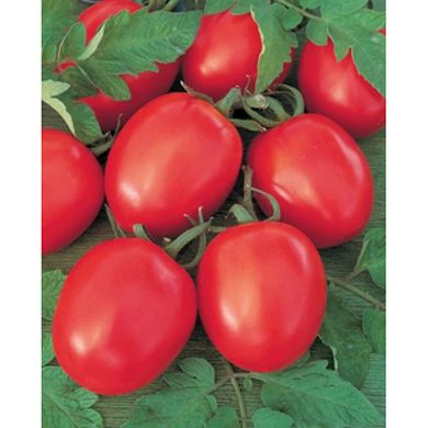 Насіння томат детермінантний Толстой F1 СпектрСад 80-100 г 10 шт (230001362)