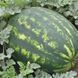 Watermelon seeds Varda F1 SpektrSad 11000&ndash;15000 g 5 pcs (230000476)