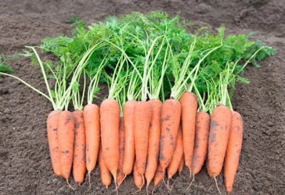 Carrot seeds Vita Longa SpektrSad Flakke 200-250 mm 1 g (230000200)