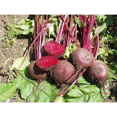 Table beet seeds Vodan F1 SpektrSad 150 g 200 pcs (230000029)
