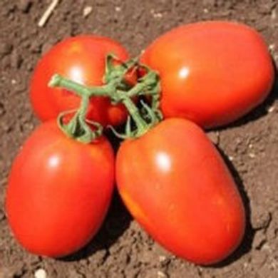 Насіння томат детермінантний Галілея F1 СпектрСад 70-80 мм 10 шт (230001665)
