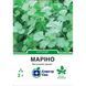 Coriander seeds Marino SpektrSad 40-50 days 2 g (230000792)