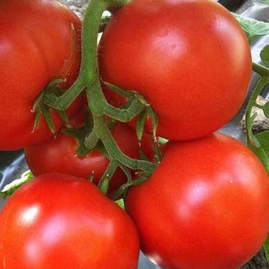 Tomato seeds determinant Logjain F1 SpektrSad 170-190 g 10 pcs (230001052)