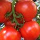 Tomato seeds determinant Logjain F1 SpektrSad 170-190 g 10 pcs (230001052)