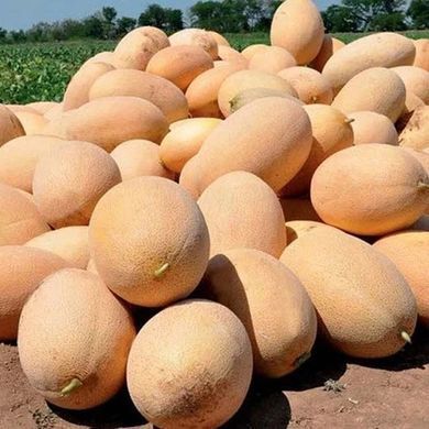 Melon seeds Raymond F1 SpektrSad Pineapple 3000-5000 g 5 pcs (230000333)
