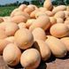 Melon seeds Raymond F1 SpektrSad Pineapple 3000-5000 g 5 pcs (230000333)