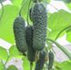 Cucumber seeds сornichon Anzor F1 SpektrSad 10 pcs (230000445)