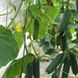 Cucumber seeds сornichon Severin F1 SpektrSad 110-130 g 10 pcs (230000354)