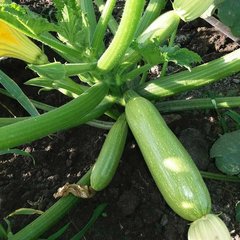 Zucchini seeds Angelina F1 SpektrSad 39-43 days 500 pcs (10953529)