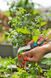Garden knife Gardena VeggieCut for harvesting 203х38 mm 0.175 kg (12211-30.000.00)