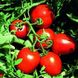 Насіння томат детермінантний Сурія F1 СпектрСад 100 г 15 шт (230001667)