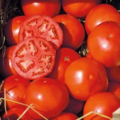 Насіння томат Бобкат F1 СпектрСад 250-300 г 1000 шт (454542135)