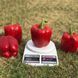Sweet pepper seeds Crimson King F1 SpektrSad 250-300 g 8 pcs (230001456)
